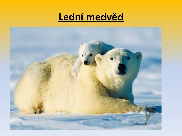 Lední medvěd 