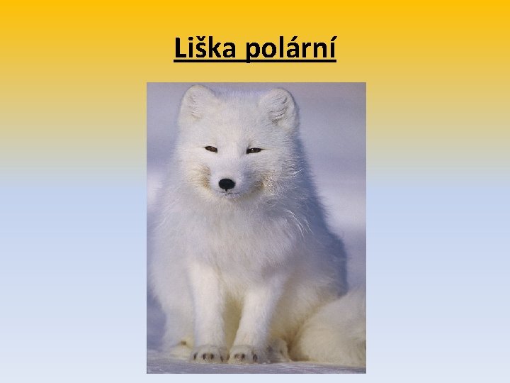 Liška polární 