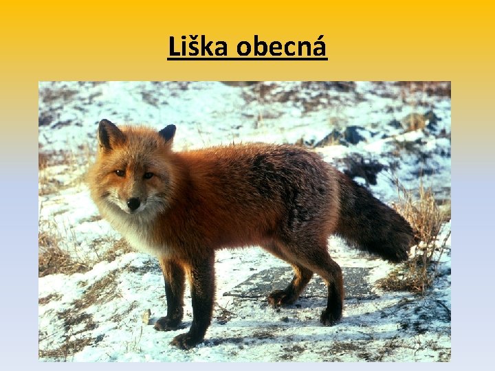 Liška obecná 