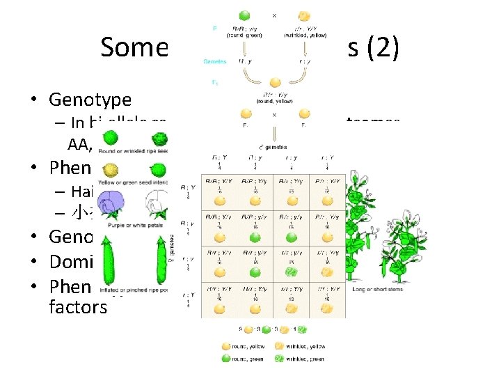 Some genetics terms (2) • Genotype – In bi-allele case (A or a), 3