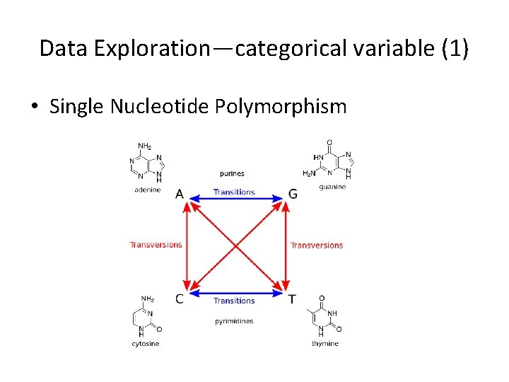 Data Exploration—categorical variable (1) • Single Nucleotide Polymorphism 