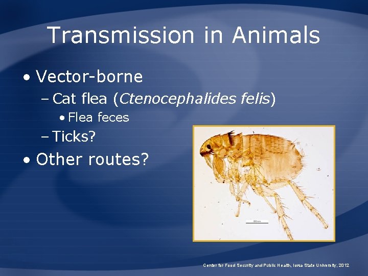 Transmission in Animals • Vector-borne – Cat flea (Ctenocephalides felis) • Flea feces –