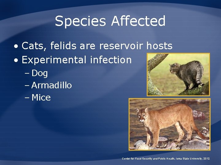 Species Affected • Cats, felids are reservoir hosts • Experimental infection – Dog – Species Affected • Cats, felids are reservoir hosts • Experimental infection – Dog –