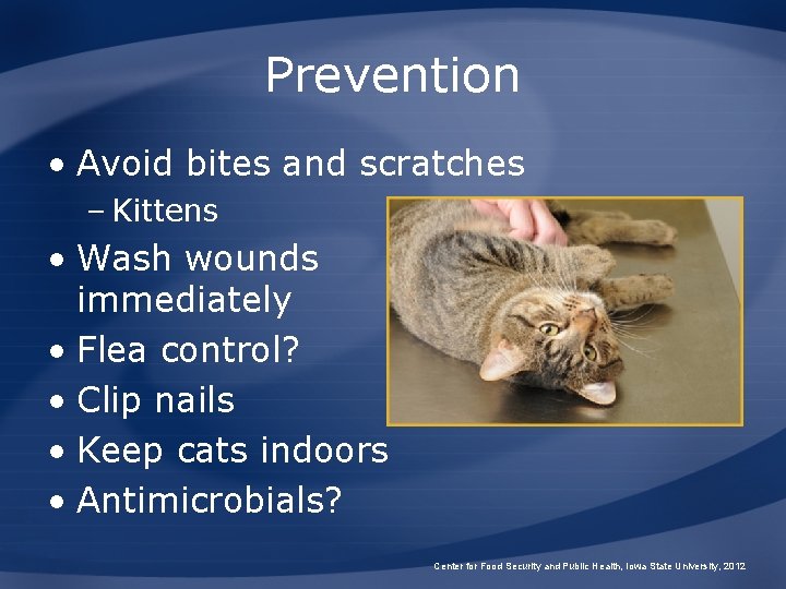 Prevention • Avoid bites and scratches – Kittens • Wash wounds immediately • Flea Prevention • Avoid bites and scratches – Kittens • Wash wounds immediately • Flea