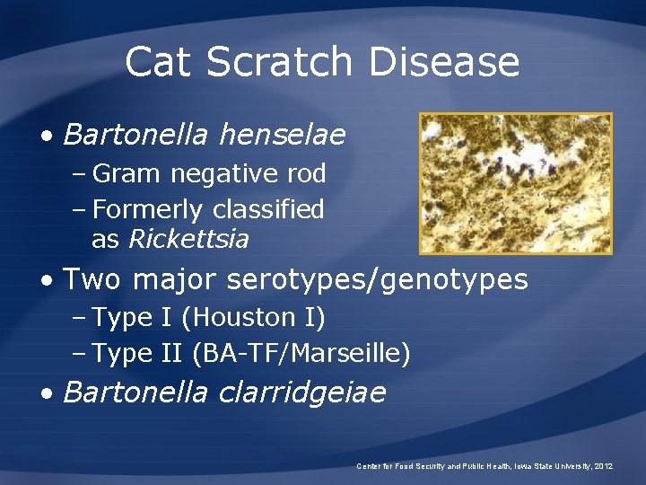 Cat Scratch Disease • Bartonella henselae – Gram negative rod – Formerly classified as Cat Scratch Disease • Bartonella henselae – Gram negative rod – Formerly classified as