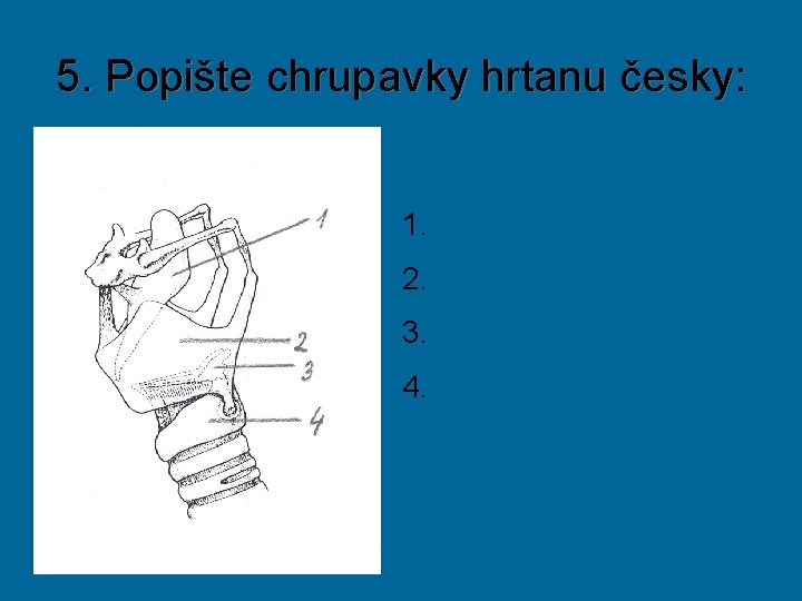 5. Popište chrupavky hrtanu česky: 1. Chrupavka příklopková 2. Chrupavka štítná 3. Chrupavky hlasivkové