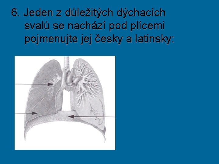 6. Jeden z důležitých dýchacích svalů se nachází pod plícemi pojmenujte jej česky a