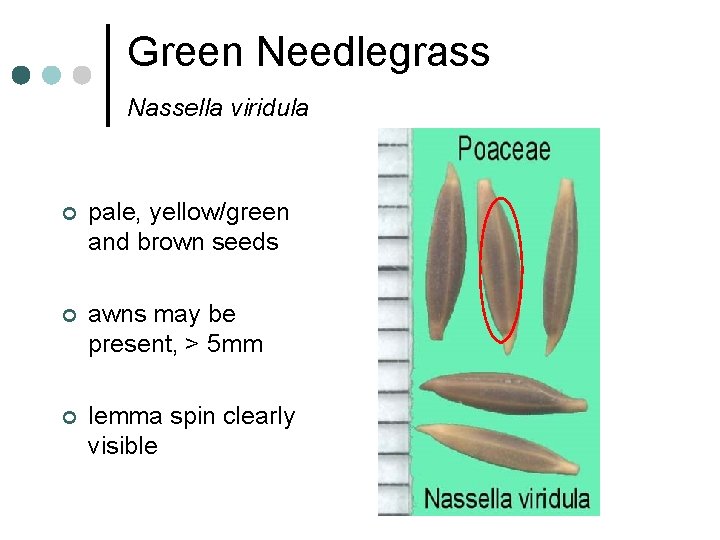 Green Needlegrass Nassella viridula ¢ pale, yellow/green and brown seeds ¢ awns may be