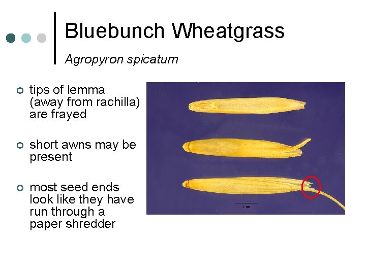 Bluebunch Wheatgrass Agropyron spicatum ¢ tips of lemma (away from rachilla) are frayed ¢