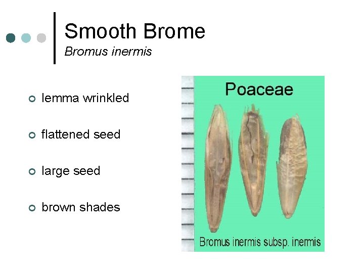 Smooth Brome Bromus inermis ¢ lemma wrinkled ¢ flattened seed ¢ large seed ¢