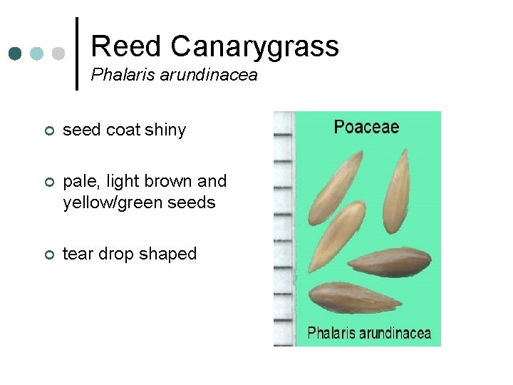 Reed Canarygrass Phalaris arundinacea ¢ seed coat shiny ¢ pale, light brown and yellow/green