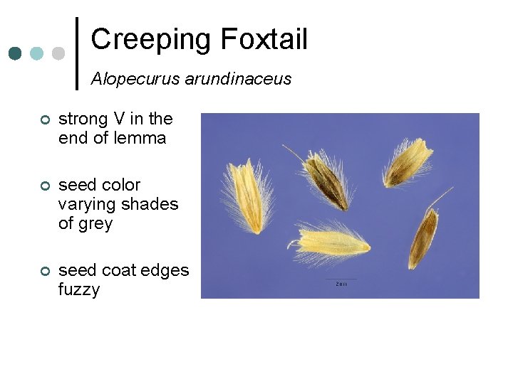 Creeping Foxtail Alopecurus arundinaceus ¢ strong V in the end of lemma ¢ seed