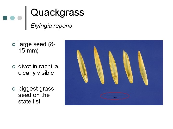 Quackgrass Elytrigia repens ¢ large seed (815 mm) ¢ divot in rachilla clearly visible