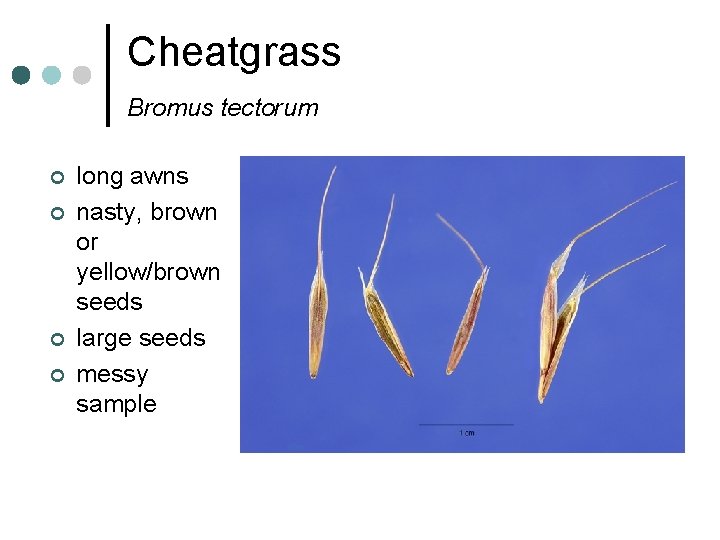 Cheatgrass Bromus tectorum ¢ ¢ long awns nasty, brown or yellow/brown seeds large seeds