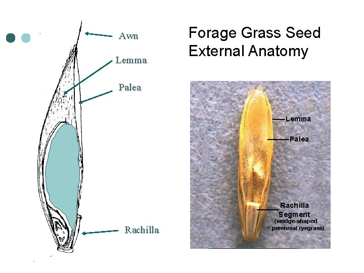 Awn Lemma Palea Rachilla Forage Grass Seed External Anatomy 