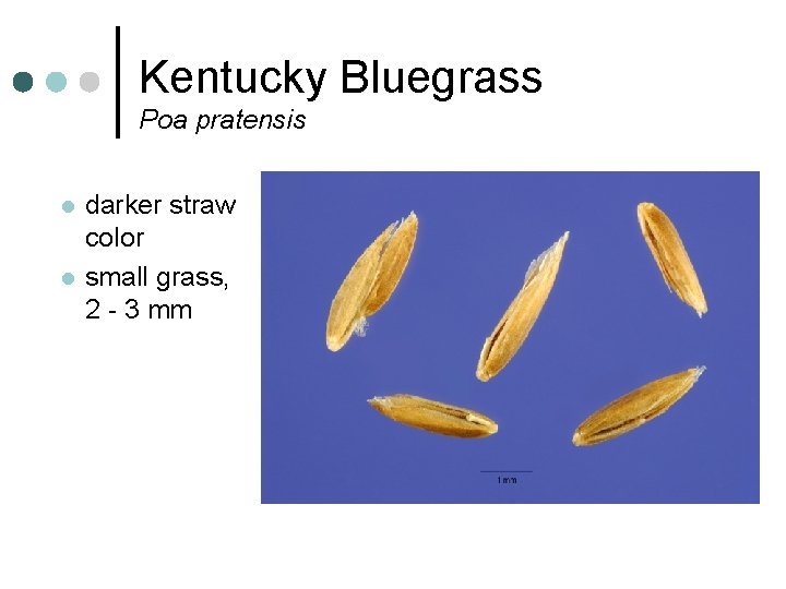Kentucky Bluegrass Poa pratensis l l darker straw color small grass, 2 - 3