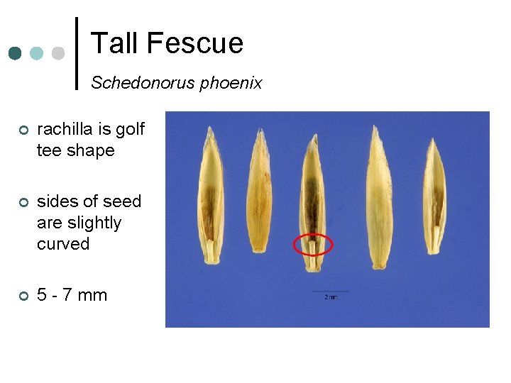 Tall Fescue Schedonorus phoenix ¢ rachilla is golf tee shape ¢ sides of seed