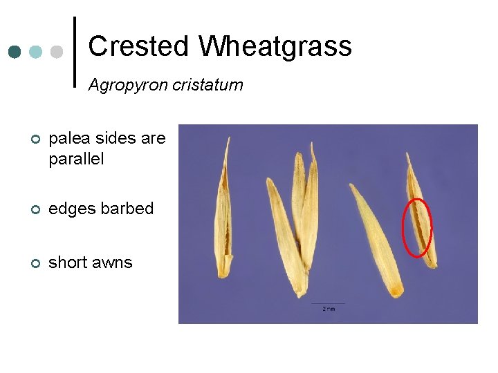 Crested Wheatgrass Agropyron cristatum ¢ palea sides are parallel ¢ edges barbed ¢ short