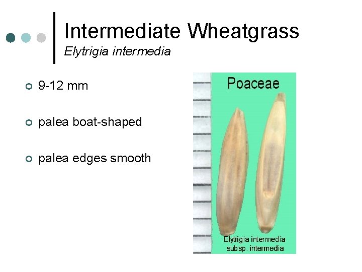 Intermediate Wheatgrass Elytrigia intermedia ¢ 9 -12 mm ¢ palea boat-shaped ¢ palea edges