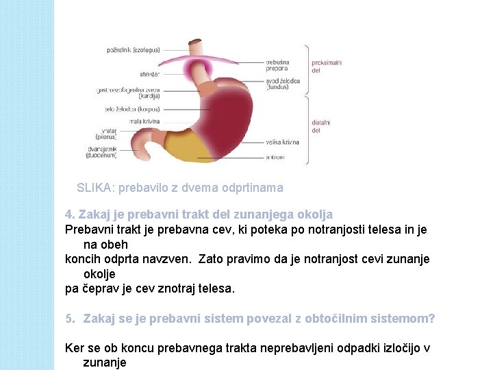 SLIKA: prebavilo z dvema odprtinama 4. Zakaj je prebavni trakt del zunanjega okolja Prebavni SLIKA: prebavilo z dvema odprtinama 4. Zakaj je prebavni trakt del zunanjega okolja Prebavni
