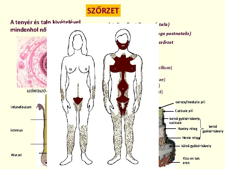 SZŐRZET A tenyér és talp kivételével mindenhol nő SZŐRTÜSZŐ (folliculus pili) -fetalis szőrzet (lanugo