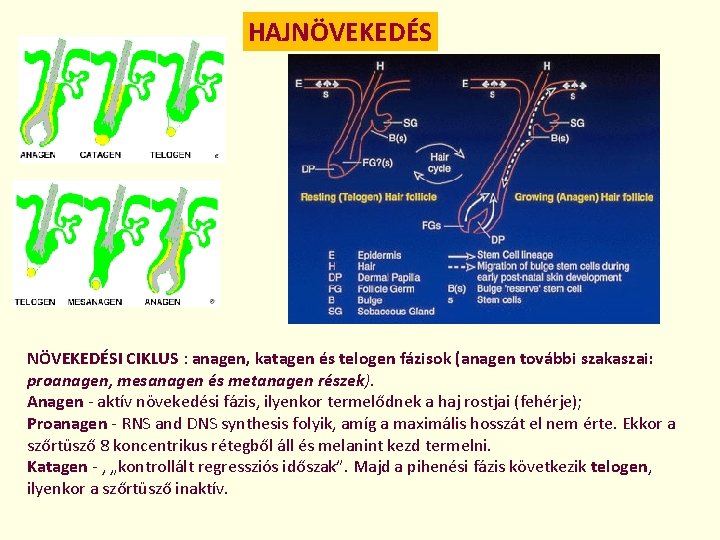 HAJNÖVEKEDÉSI CIKLUS : anagen, katagen és telogen fázisok (anagen további szakaszai: proanagen, mesanagen és