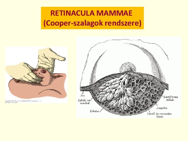 RETINACULA MAMMAE (Cooper-szalagok rendszere) 