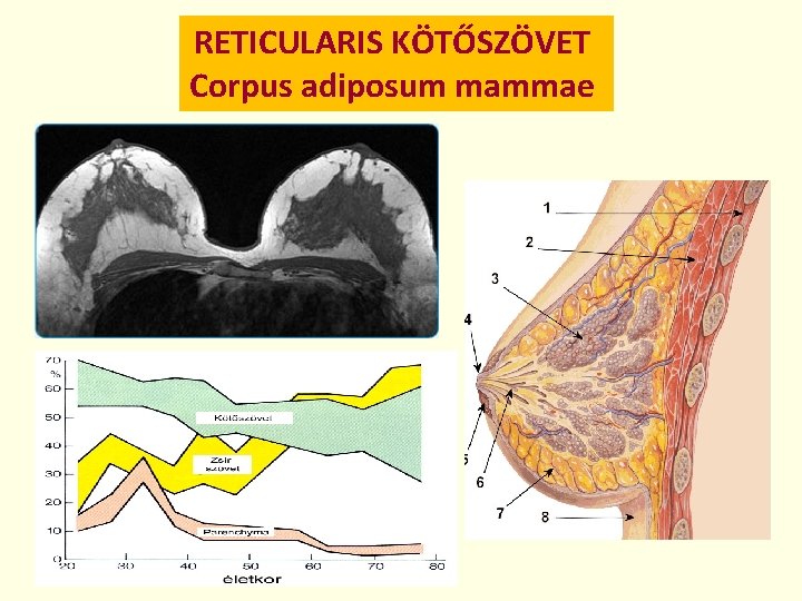 RETICULARIS KÖTŐSZÖVET Corpus adiposum mammae 