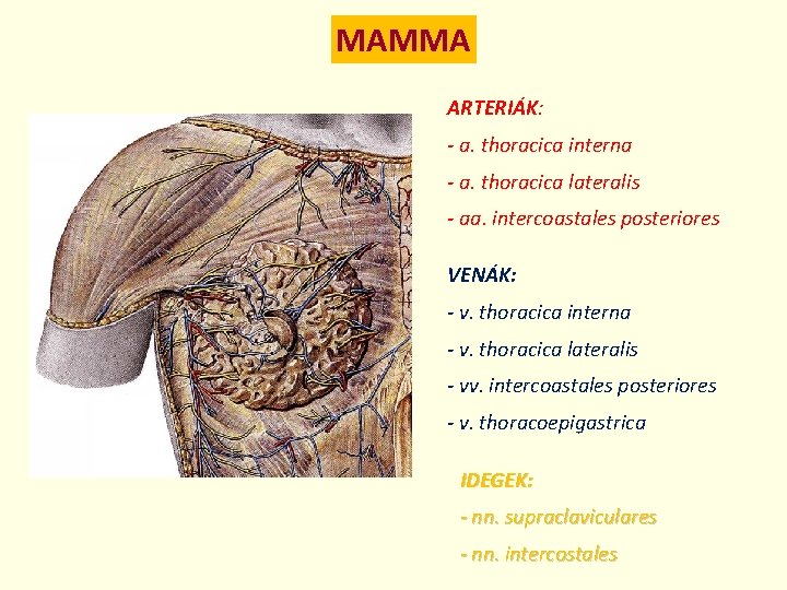 MAMMA ARTERIÁK: - a. thoracica interna - a. thoracica lateralis - aa. intercoastales posteriores