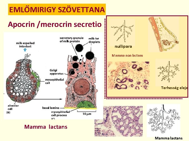 EMLŐMIRIGY SZÖVETTANA Apocrin /merocrin secretio nullipara Mamma non lactans Terhesség eleje Mamma lactans 