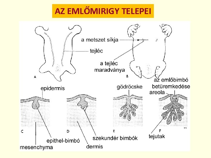 AZ EMLŐMIRIGY TELEPEI 