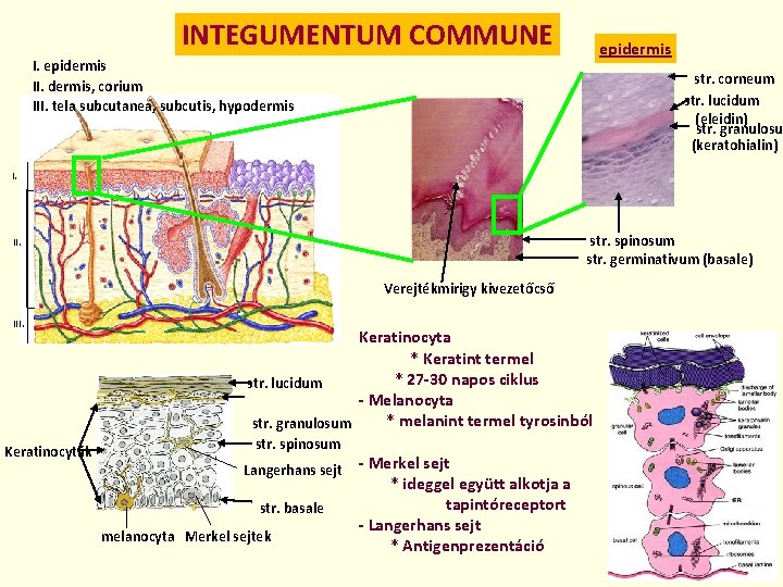 INTEGUMENTUM COMMUNE epidermis II. dermis, corium III. tela subcutanea, subcutis, hypodermis str. corneum str.