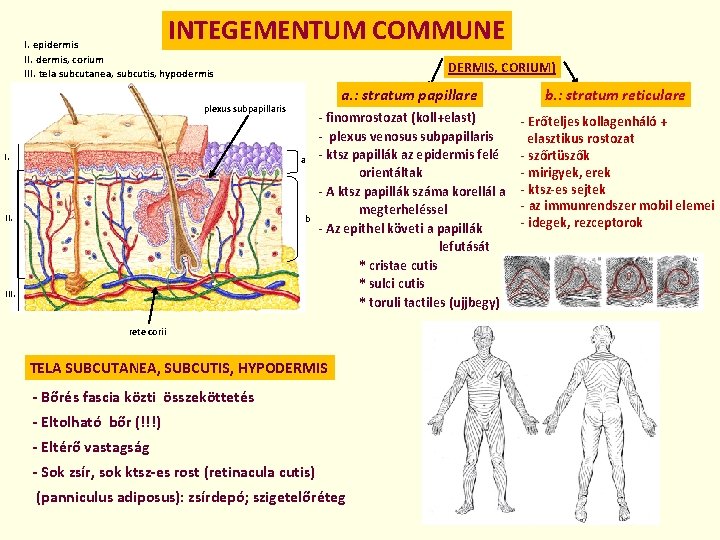 INTEGEMENTUM COMMUNE I. epidermis II. dermis, corium III. tela subcutanea, subcutis, hypodermis DERMIS, CORIUM)