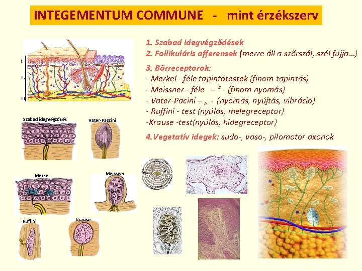 INTEGEMENTUM COMMUNE - mint érzékszerv 1. Szabad idegvégződések 2. Follikuláris afferensek (merre áll a