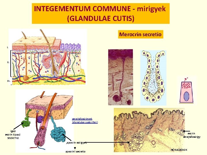 INTEGEMENTUM COMMUNE - mirigyek (GLANDULAE CUTIS) Merocrin secretio I. III. verejtékmirigyek (glandulae sudoriferi) igazi