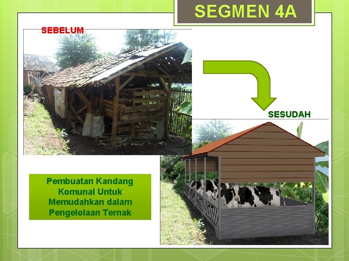 SEGMEN 4 A SEBELUM SESUDAH Pembuatan Kandang Komunal Untuk Memudahkan dalam Pengelolaan Ternak 