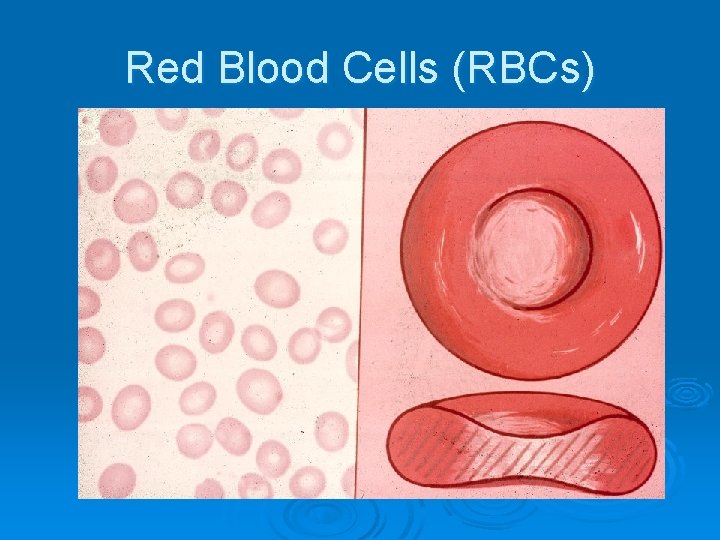 Red Blood Cells (RBCs) 