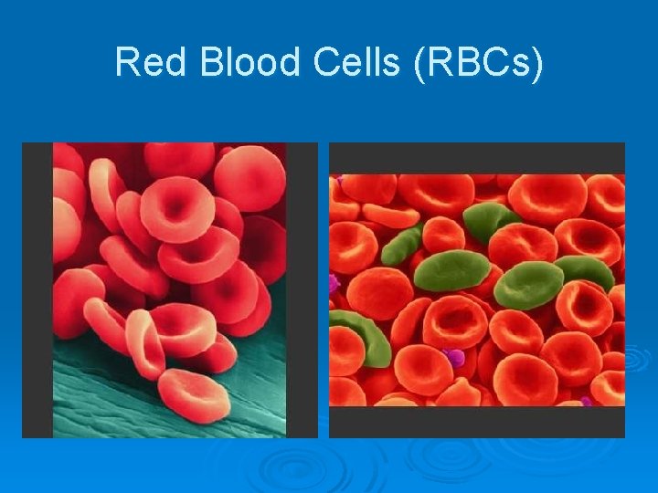 Red Blood Cells (RBCs) 