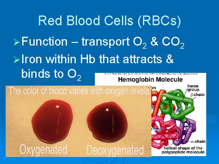 Red Blood Cells (RBCs) Ø Function – transport O 2 & CO 2 Ø