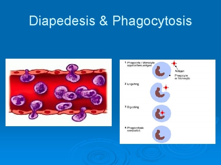 Diapedesis & Phagocytosis 
