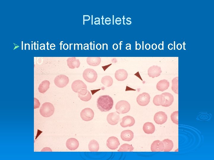 Platelets Ø Initiate formation of a blood clot 