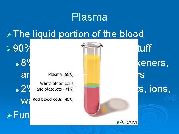 Plasma Ø The liquid portion of the blood Ø 90% water, 10% dissolved stuff