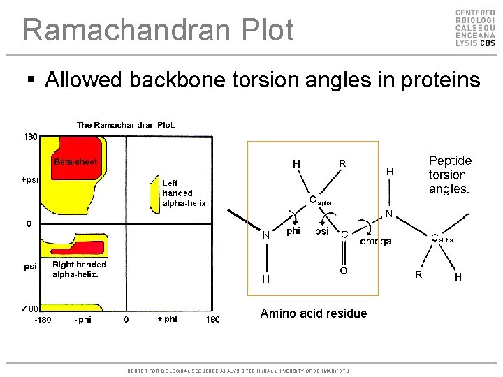 Ramachandran Plot § Allowed backbone torsion angles in proteins N H Amino acid residue