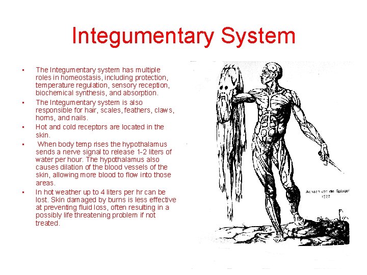 Integumentary System • • • The Integumentary system has multiple roles in homeostasis, including