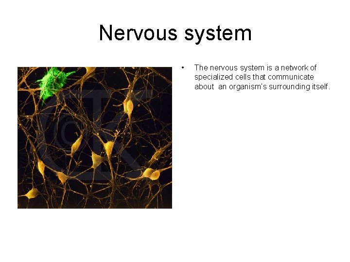 Nervous system • The nervous system is a network of specialized cells that communicate