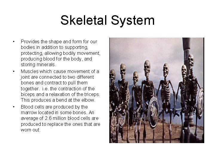 Skeletal System • • • Provides the shape and form for our bodies in