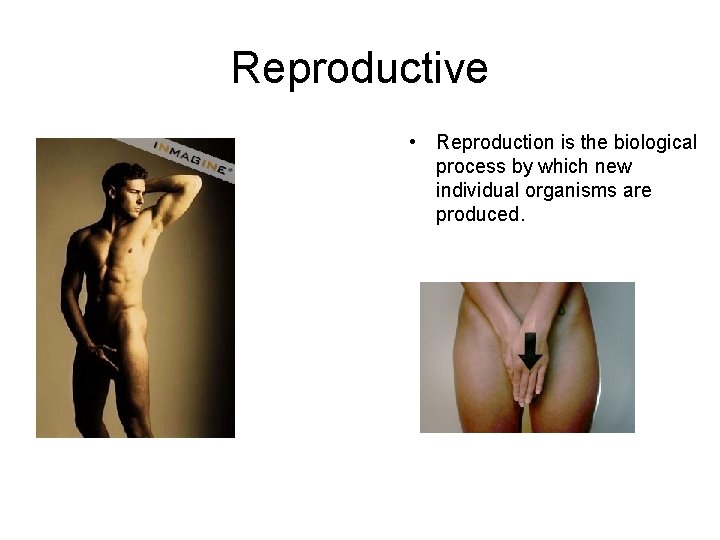 Reproductive • Reproduction is the biological process by which new individual organisms are produced.