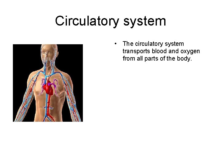 Circulatory system • • The circulatory system transports blood and oxygen from all parts