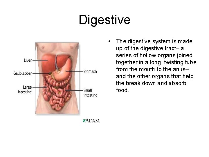 Digestive • The digestive system is made up of the digestive tract– a series