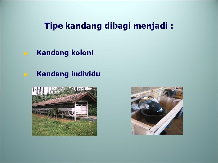 Tipe kandang dibagi menjadi : n Kandang koloni n Kandang individu 
